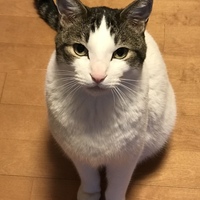 あんこ