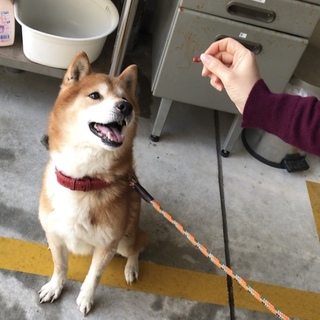 里親様決まりました♡人馴れ抜群の柴系わんこ