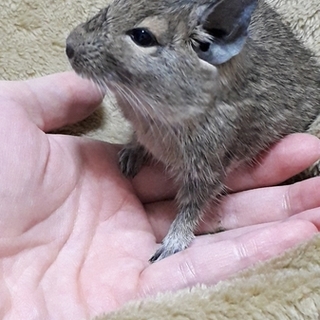 里親募集します。