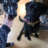里親さん募集しております。 サムネイル5