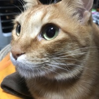 ころん