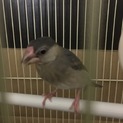 成鳥まであと少し！羽が変わり中の文鳥ちゃん