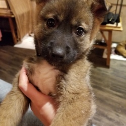 オルボ 譲渡会 サムネイル2