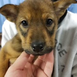 オルボ 譲渡会 サムネイル3