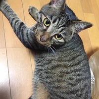 きぃ