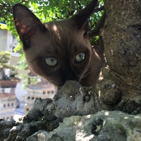 ぺー
