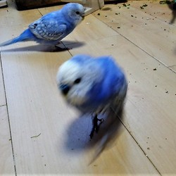 「嬉しそうに散らかすインコさん達」サムネイル2