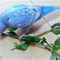 「嬉しそうに散らかすインコさん達」サムネイル3