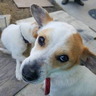 里親さま決定しました✨ありがとうございます