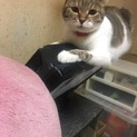 大人しい美猫ちゃん
