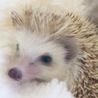 harrison