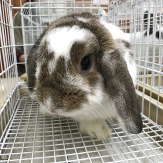 保護うさぎ あんころくん