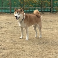 りんたろう