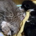 【愛情深い方急募】生後間もない4匹の子猫達