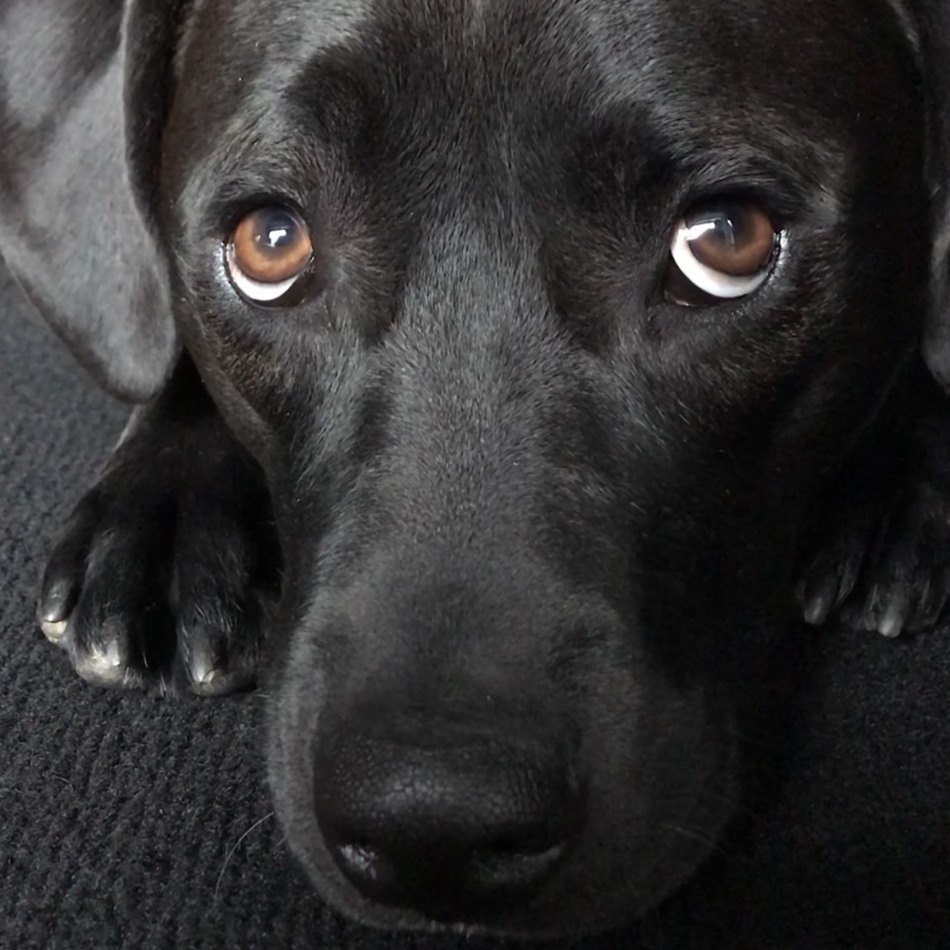 ANELAのカバー写真