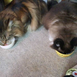 「うにちゃんは10本アニメがお気に入り！」サムネイル2