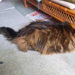 「うにちゃんは10本アニメがお気に入り！」サムネイル3