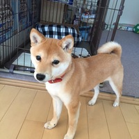 なつお