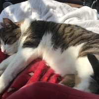 パントン