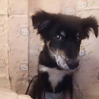 中型犬ミックス 男の子