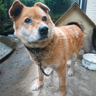 おっとりした性格の12才です