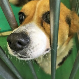 センターに里親様のお迎えがありました