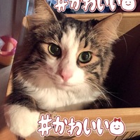 なつめ