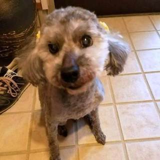 ポンちゃん　　15歳のトイプードル