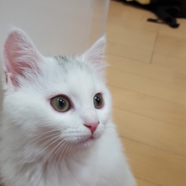 ホットママのカバー写真