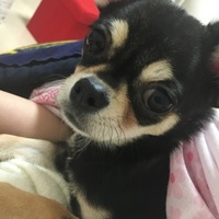 ちょこ