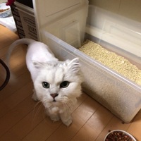 あらん
