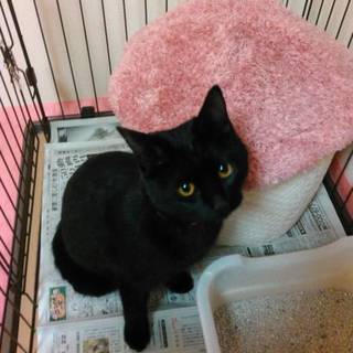 黒猫のメス子猫です！甘えん坊クロちゃん