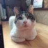 ひぃちゃん