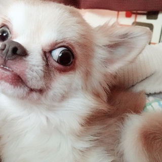 愛嬌たっぷりチワワ君