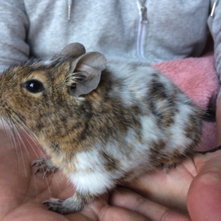 デグーの里親さんを募集しています！