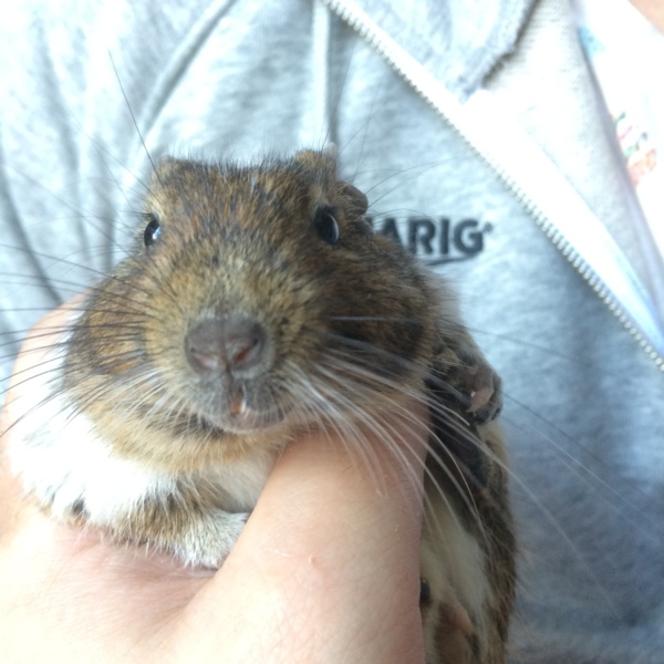 デグーの里親さんを募集しています！ サムネイル2