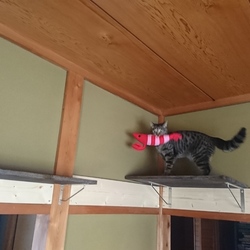 「雅(みやび)さん、エビちゃんのハラワタが...」サムネイル3