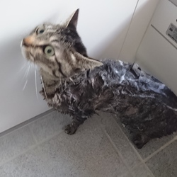 「雅(みやび)さん、換毛期到来です...ヤりましょう」サムネイル1