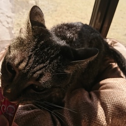 「雅(みやび)さん、換毛期到来です...ヤりましょう」サムネイル2