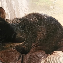 「雅(みやび)さん、換毛期到来です...ヤりましょう」サムネイル3