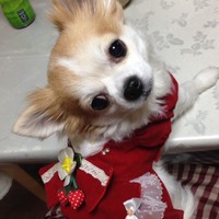 ココちゃん