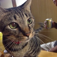はるちゃん