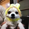 うさちゃん