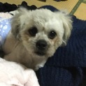 里親さん、決定しました。ありがとうございます！