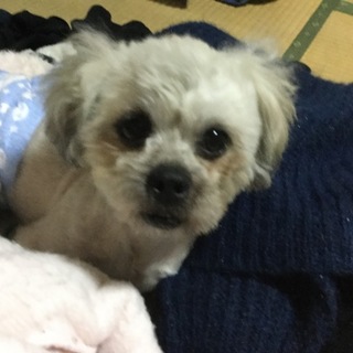 里親さん、決定しました。ありがとうございます！