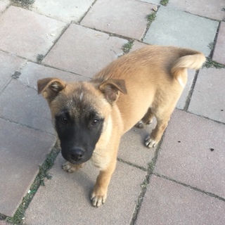 ネイティヴ3兄弟