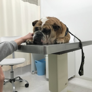 トライアル決定ブルドッグ女の子