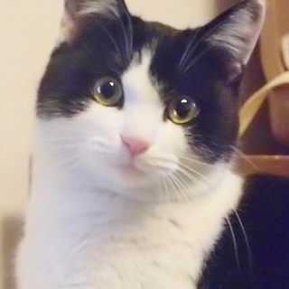 丸顔に丸い目、桜色の鼻と美しいシッポの健気な女の子