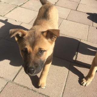 ネイティヴ3兄弟