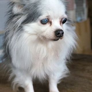 10歳★チワワの女の子